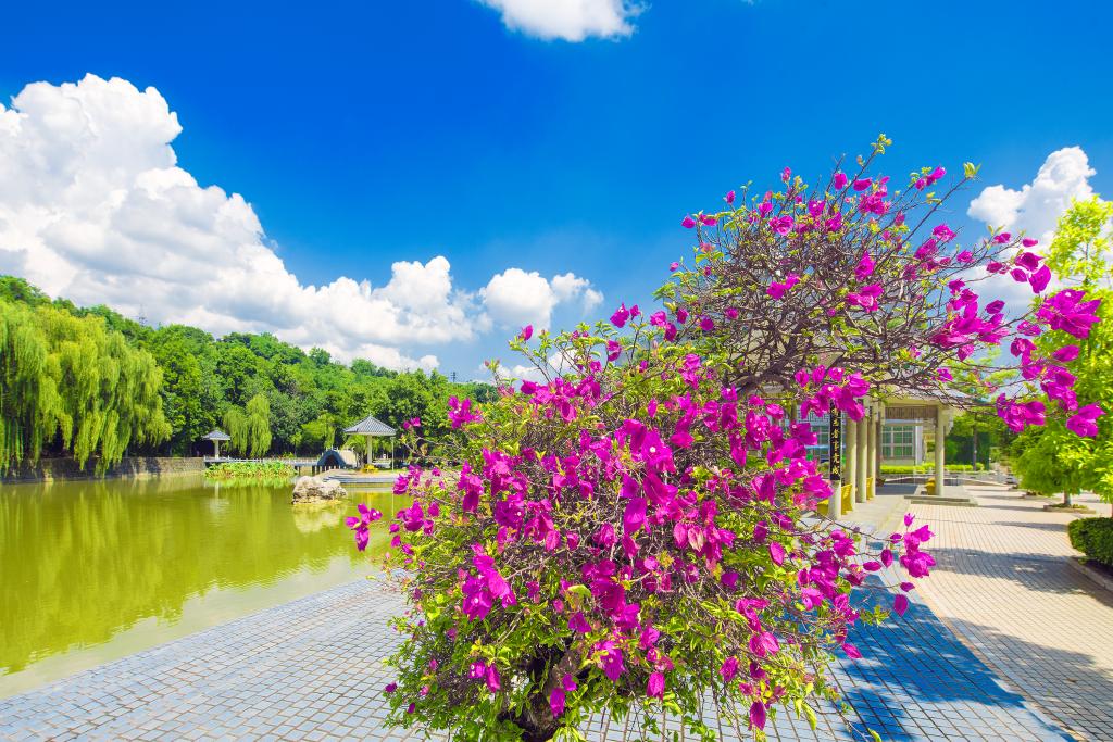 学校静明湖风光